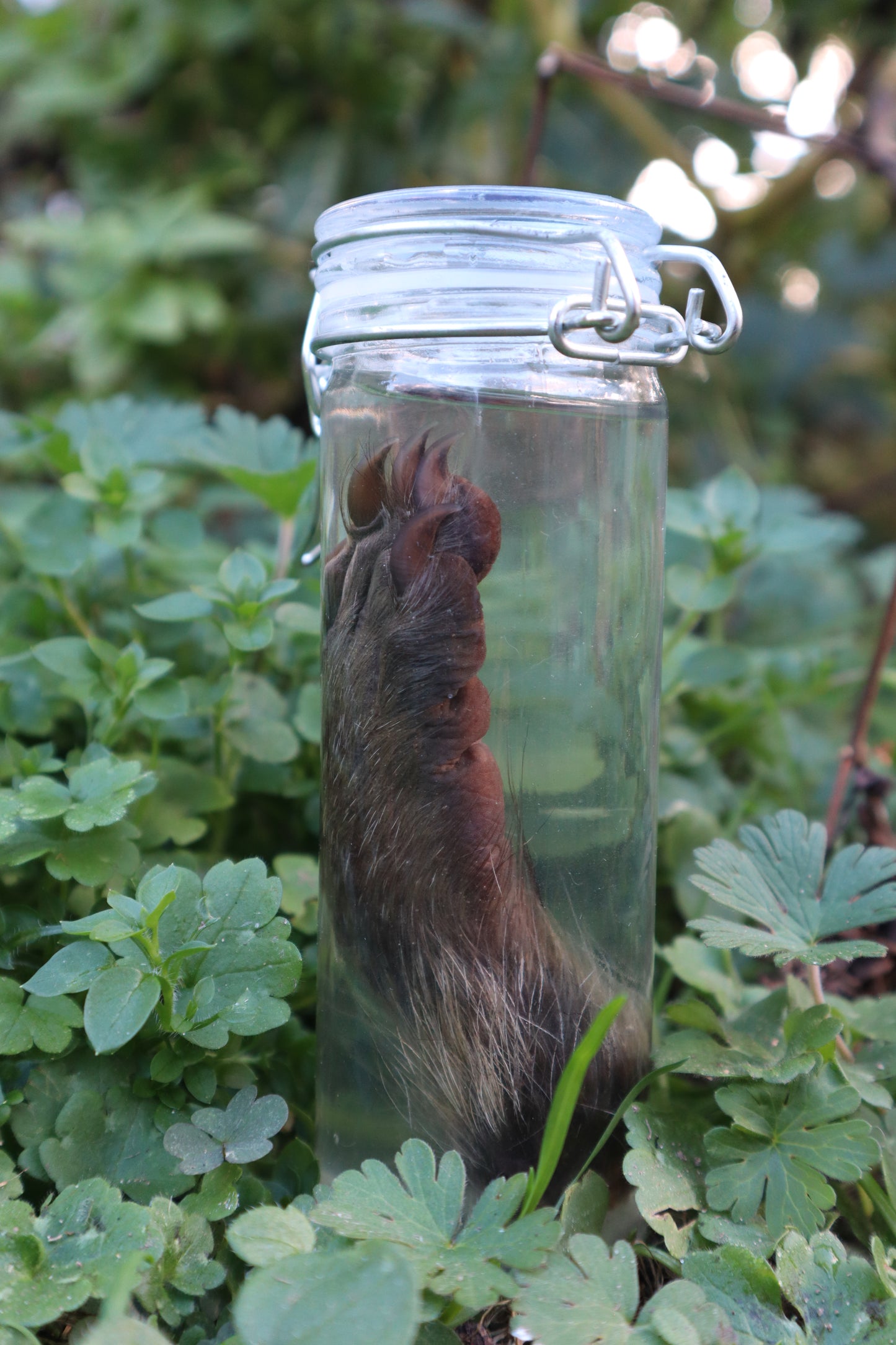 Raccoon Paw Wet Specimen