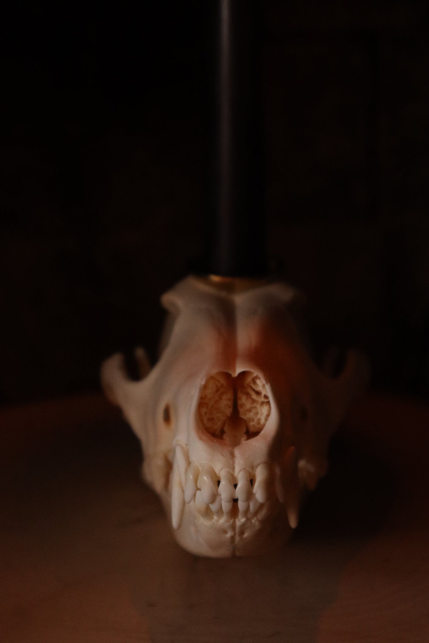 Coyote Skull Candle Holder