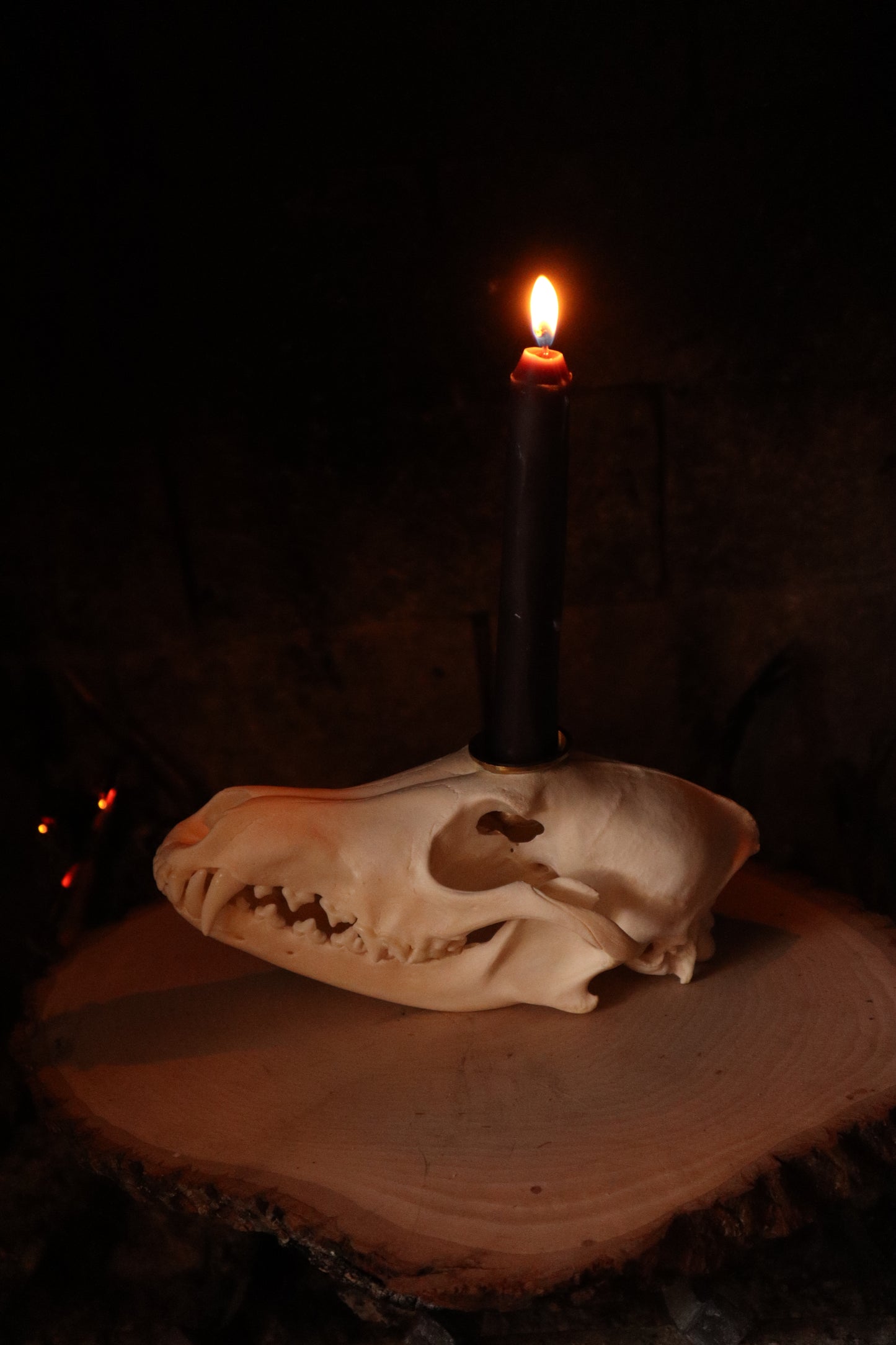 Coyote Skull Candle Holder