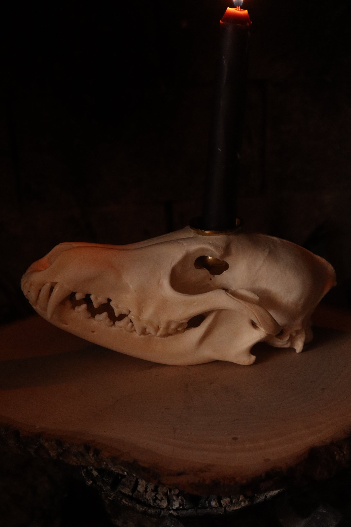 Coyote Skull Candle Holder