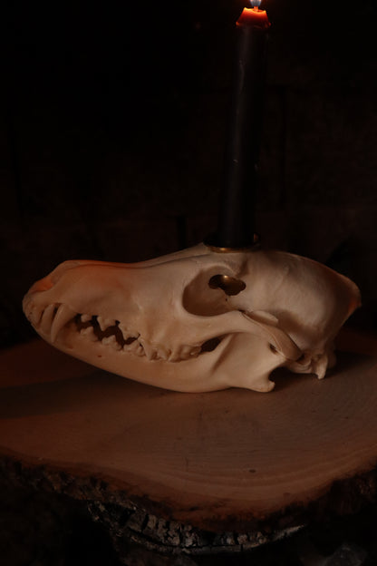 Coyote Skull Candle Holder