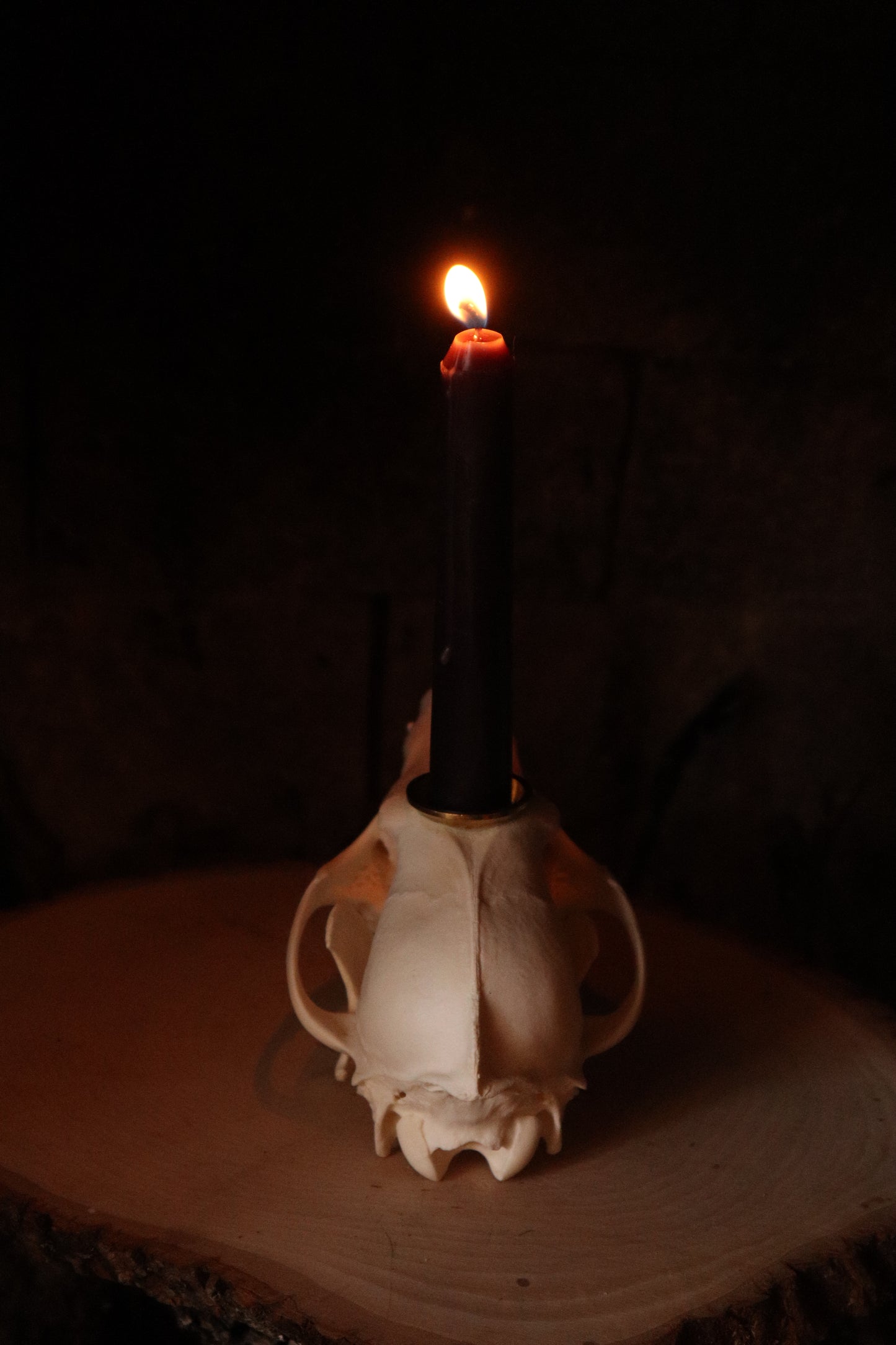 Coyote Skull Candle Holder