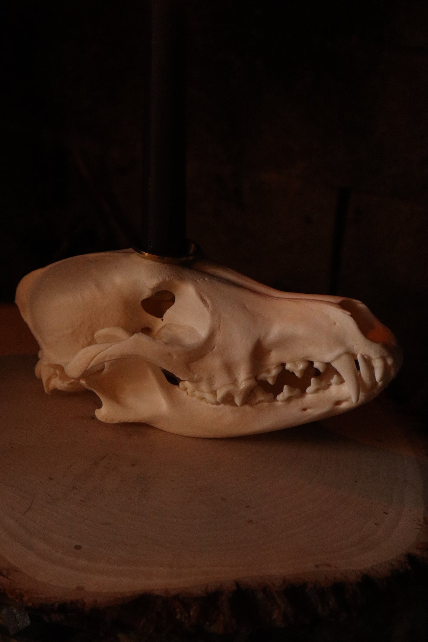 Coyote Skull Candle Holder