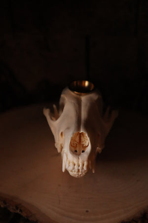 Coyote Skull Candle Holder