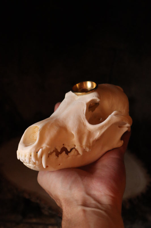 Coyote Skull Candle Holder