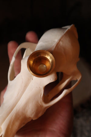 Coyote Skull Candle Holder