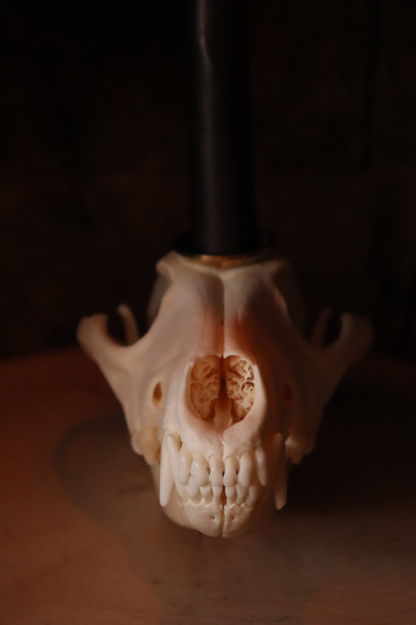 Coyote Skull Candle Holder