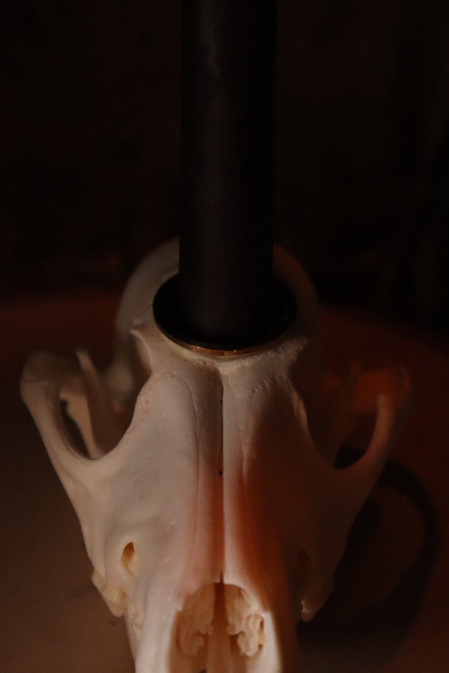 Coyote Skull Candle Holder