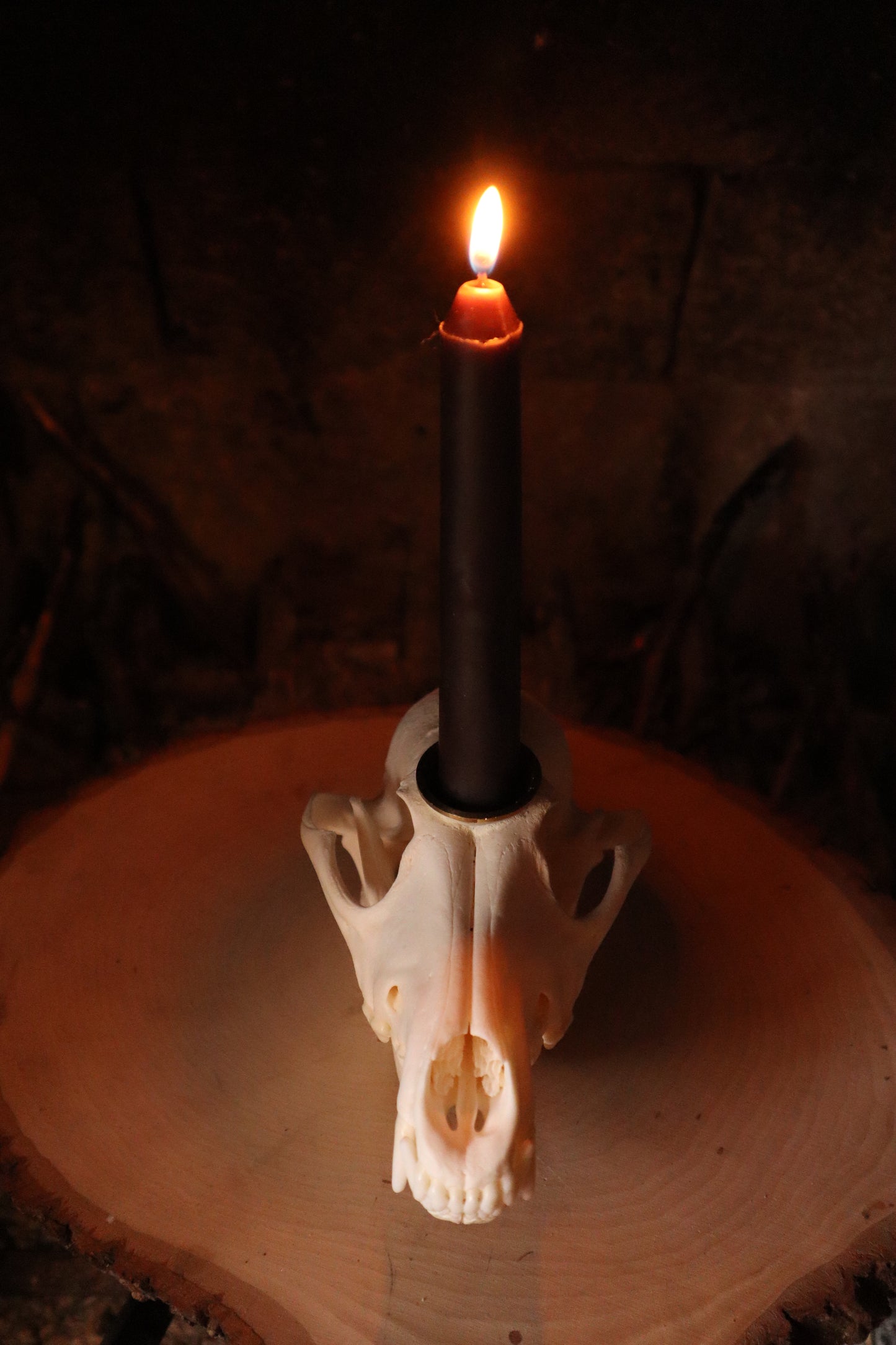 Coyote Skull Candle Holder