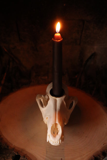 Coyote Skull Candle Holder