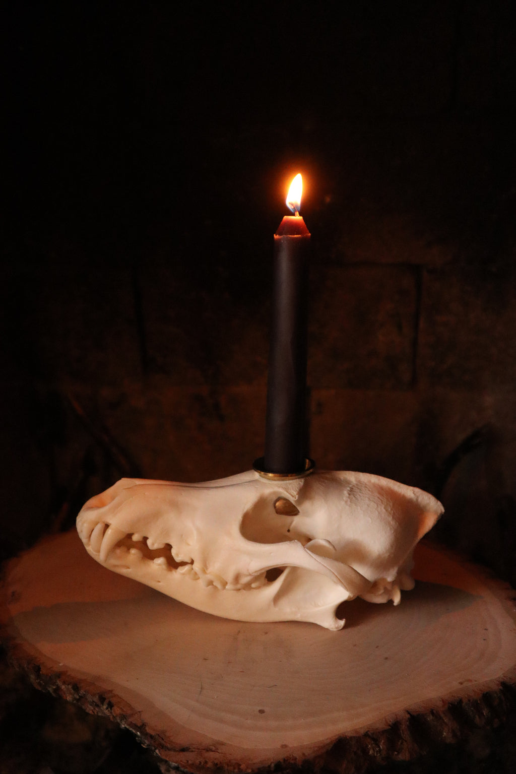 Coyote Skull Candle Holder