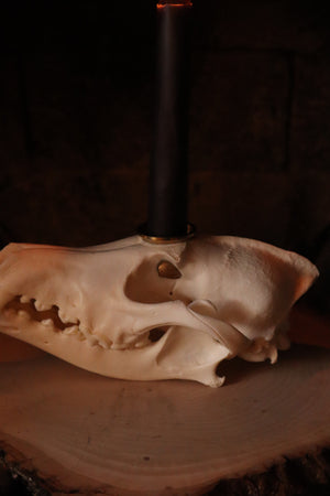 Coyote Skull Candle Holder