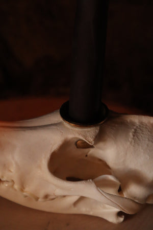 Coyote Skull Candle Holder
