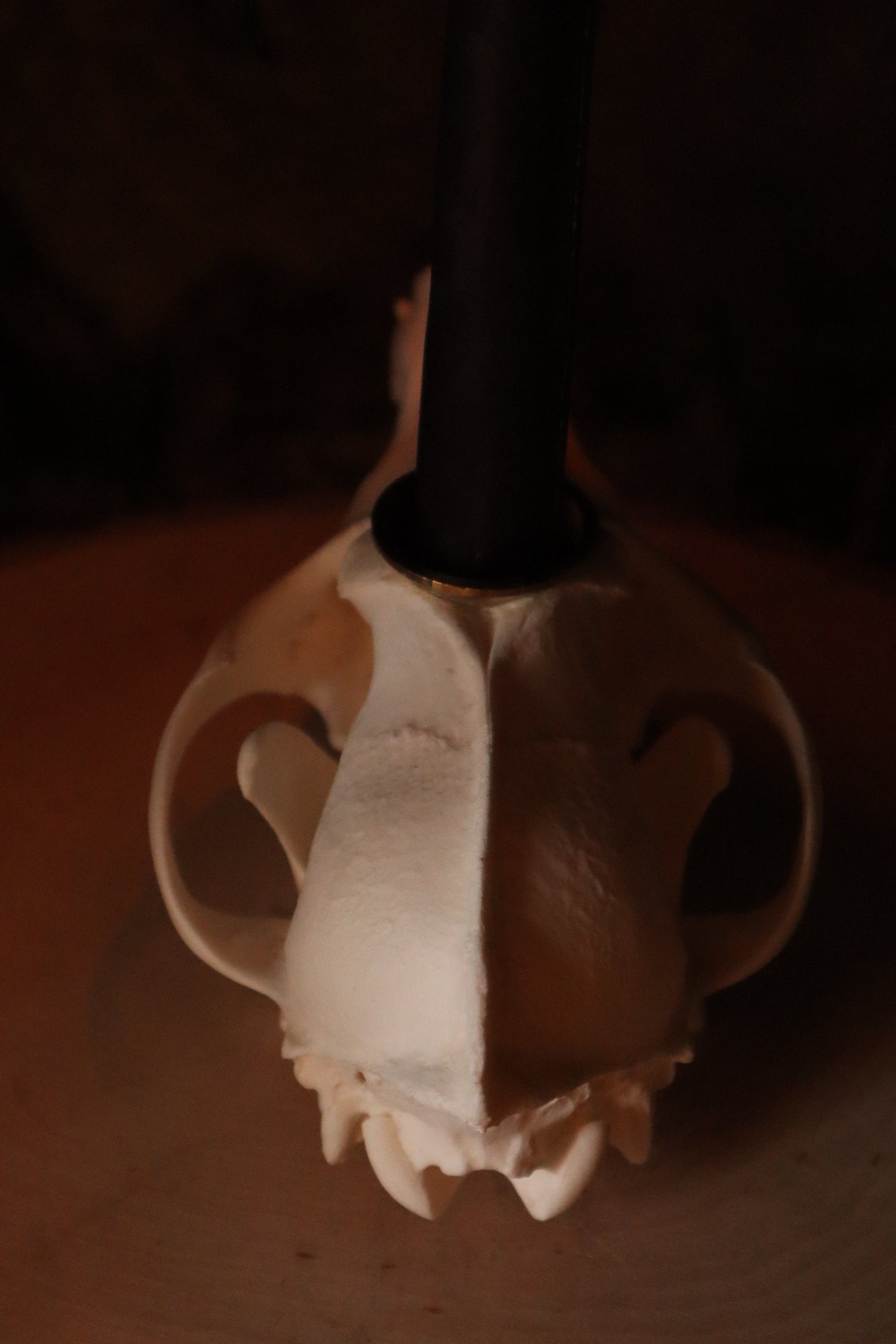 Coyote Skull Candle Holder