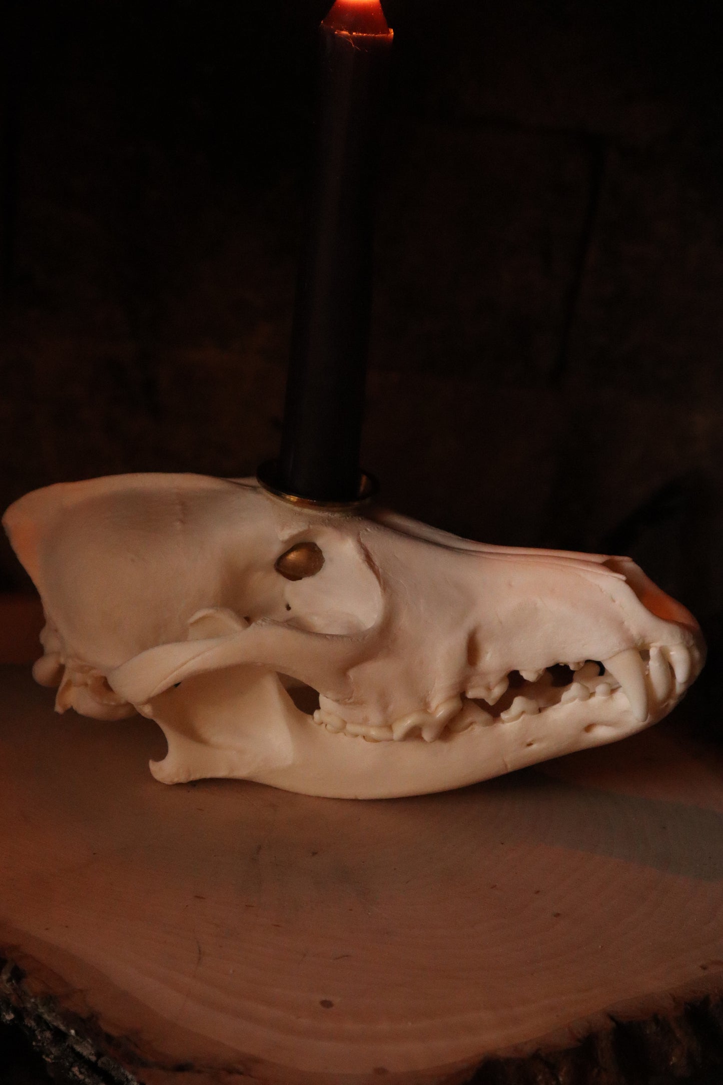 Coyote Skull Candle Holder