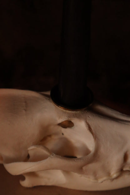 Coyote Skull Candle Holder