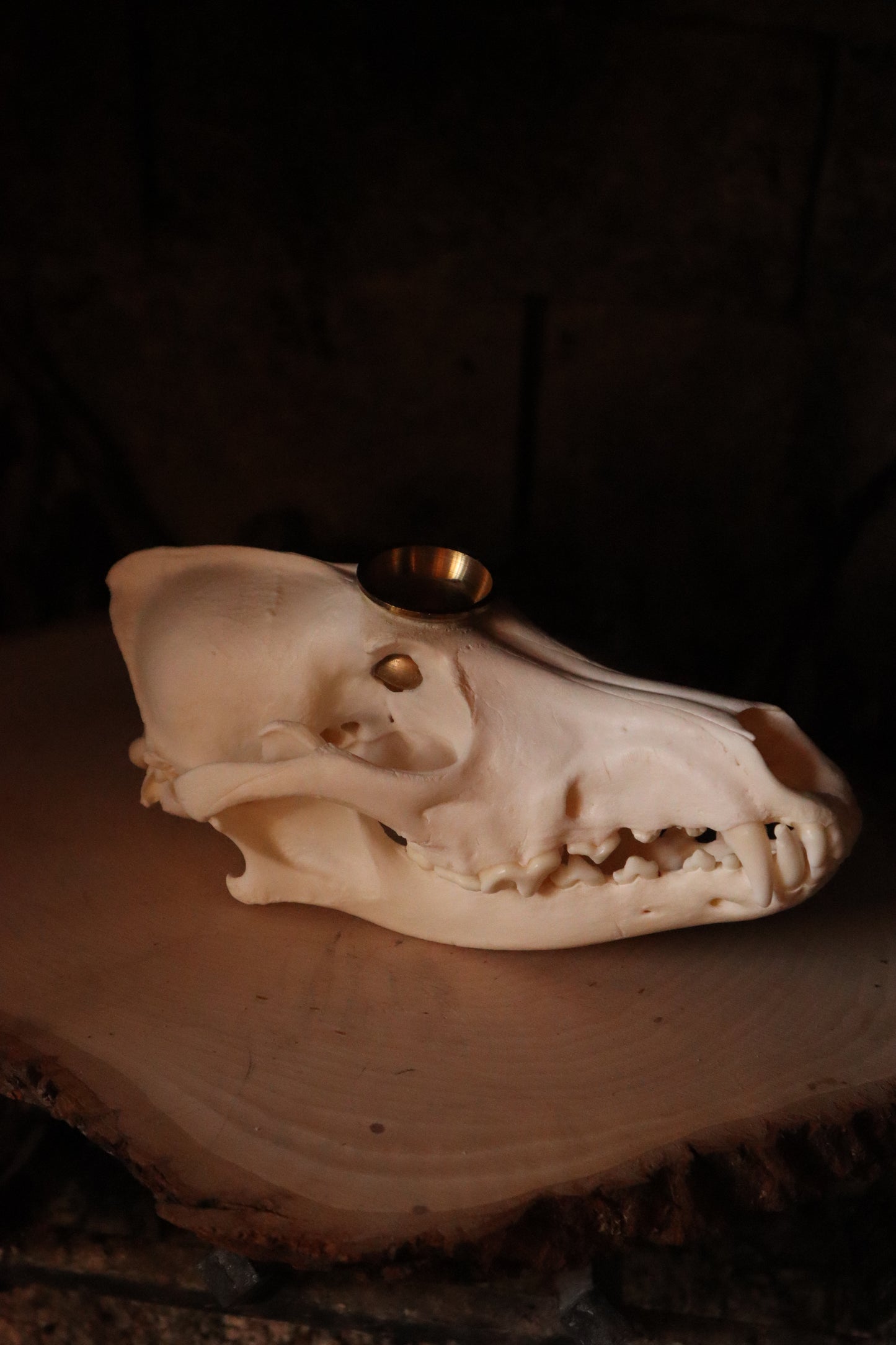 Coyote Skull Candle Holder