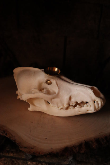 Coyote Skull Candle Holder