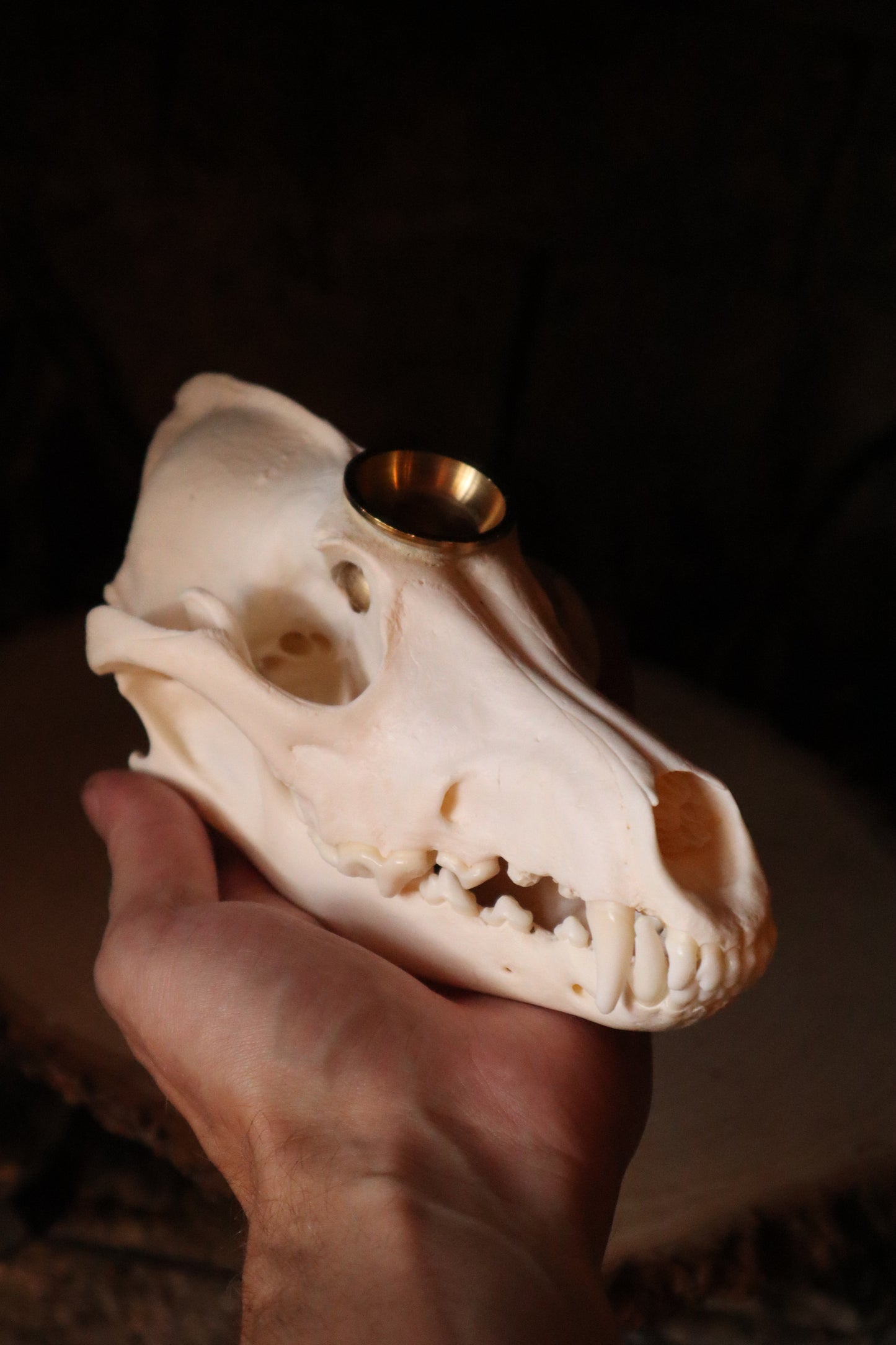 Coyote Skull Candle Holder
