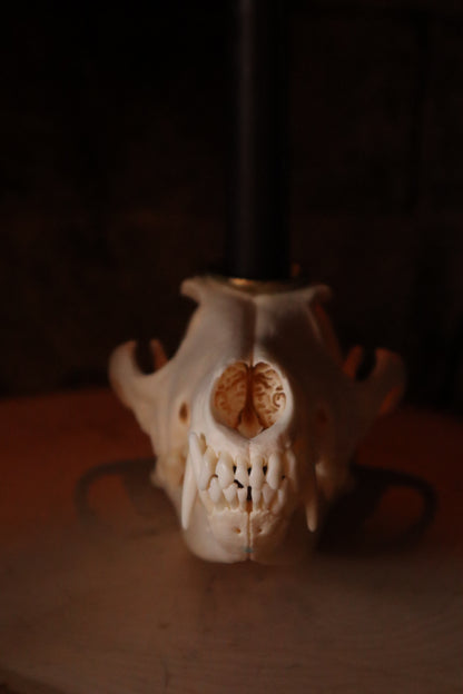 Coyote Skull Candle Holder