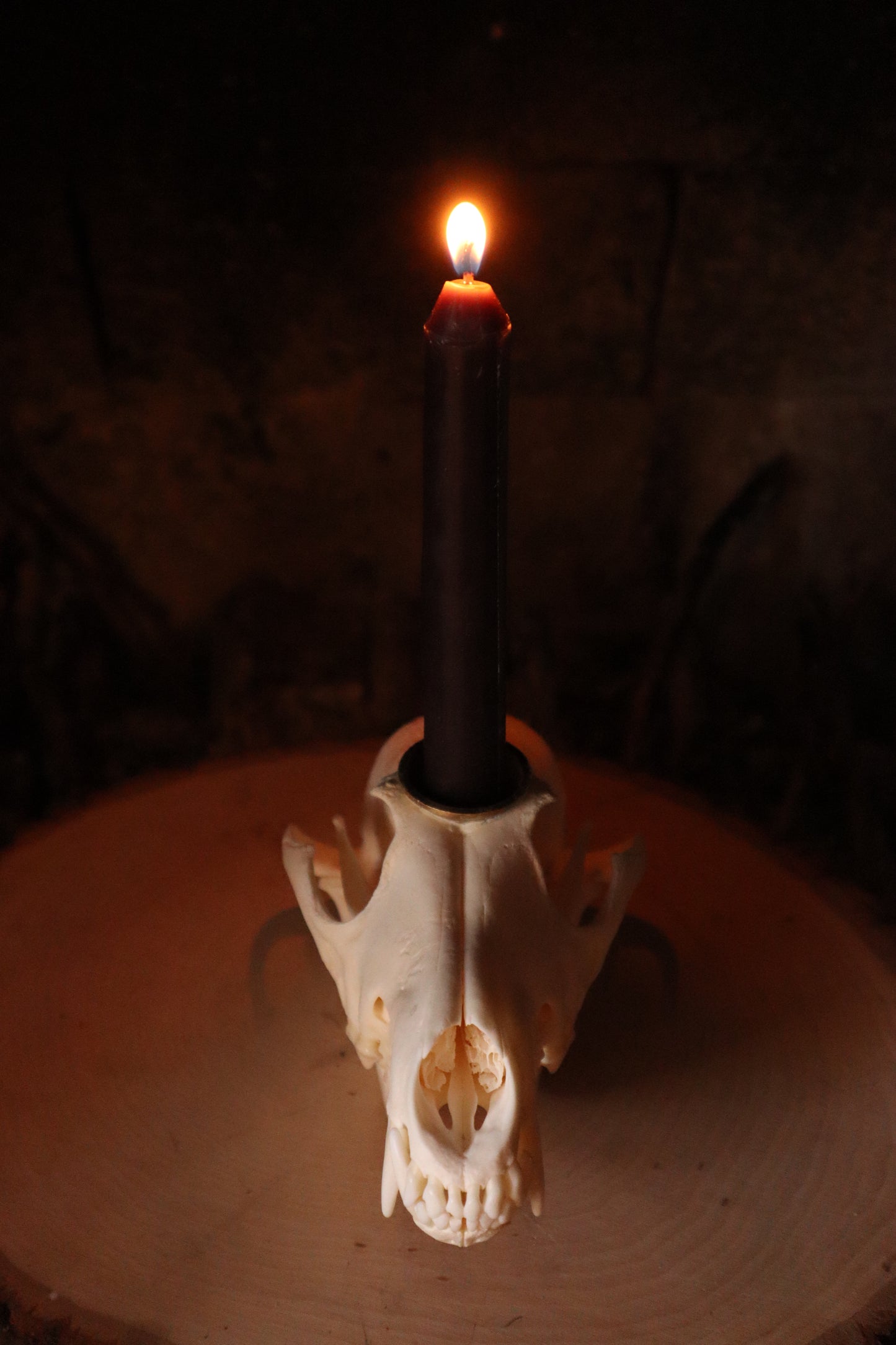Coyote Skull Candle Holder