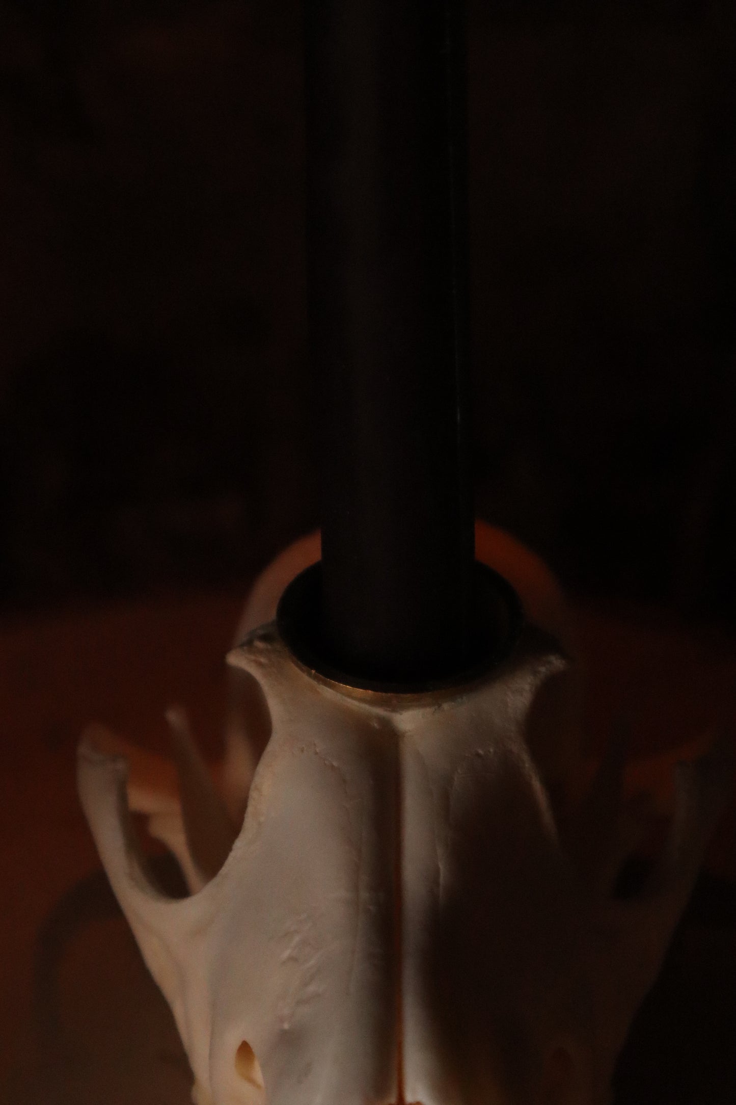 Coyote Skull Candle Holder