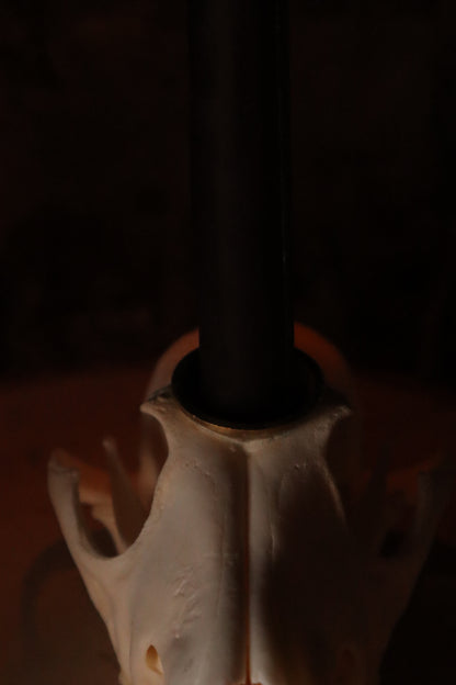 Coyote Skull Candle Holder