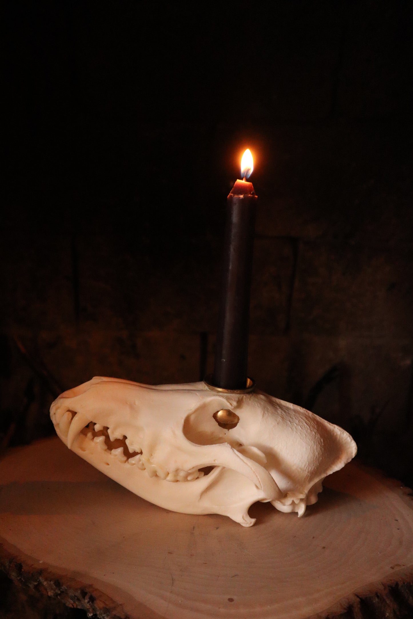 Coyote Skull Candle Holder