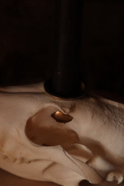 Coyote Skull Candle Holder