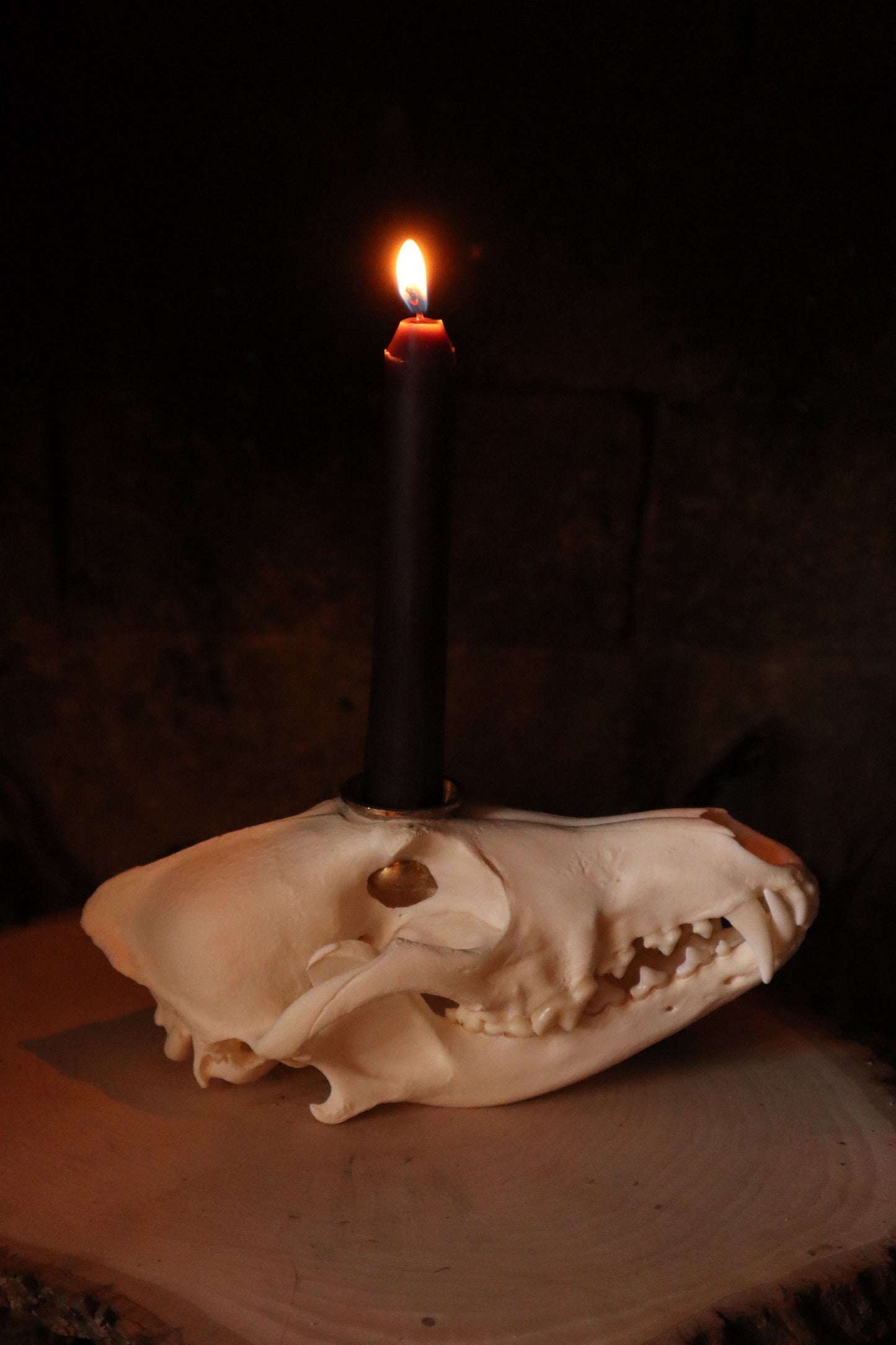 Coyote Skull Candle Holder