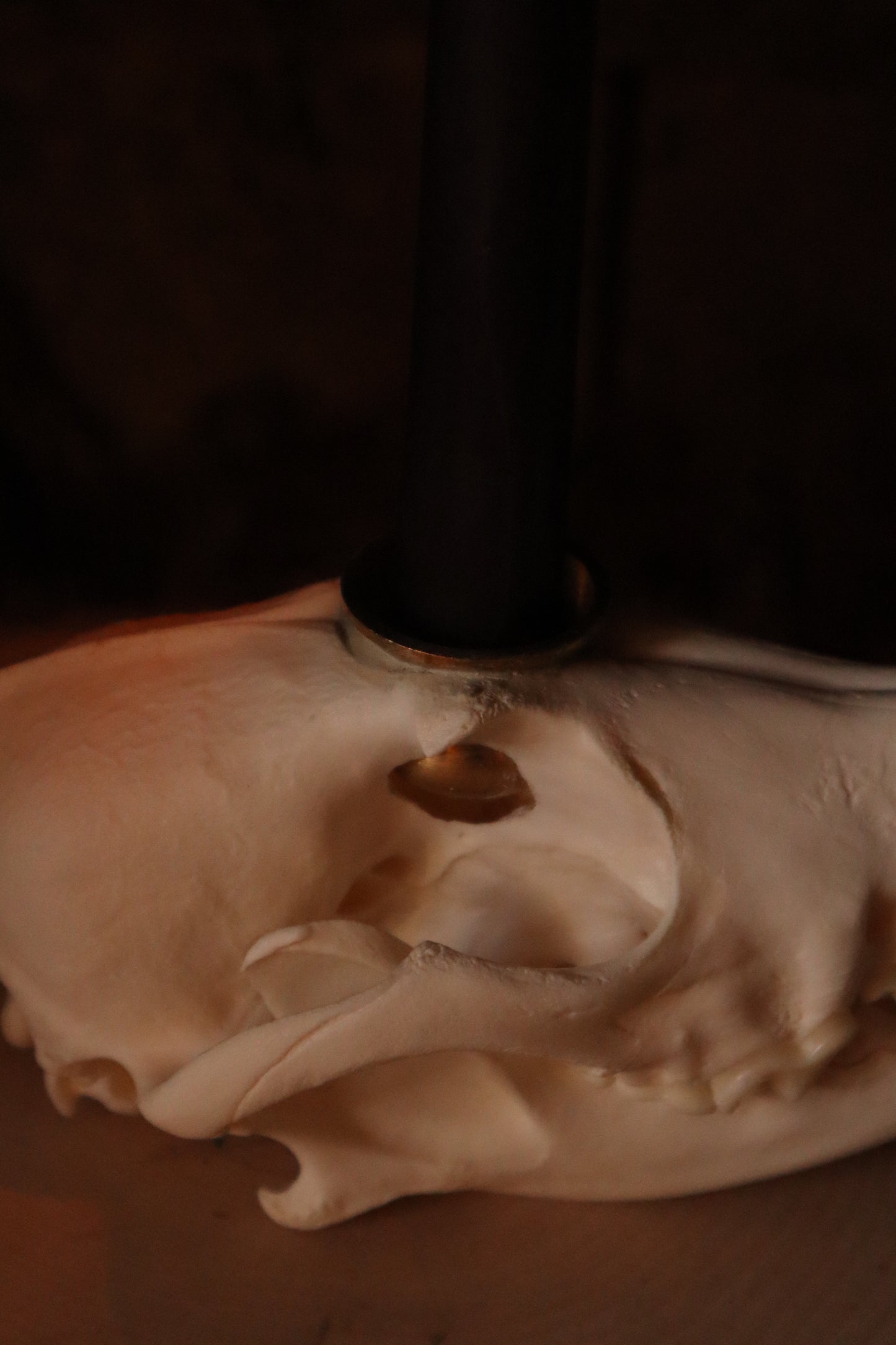 Coyote Skull Candle Holder