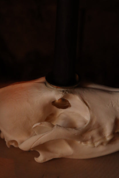 Coyote Skull Candle Holder