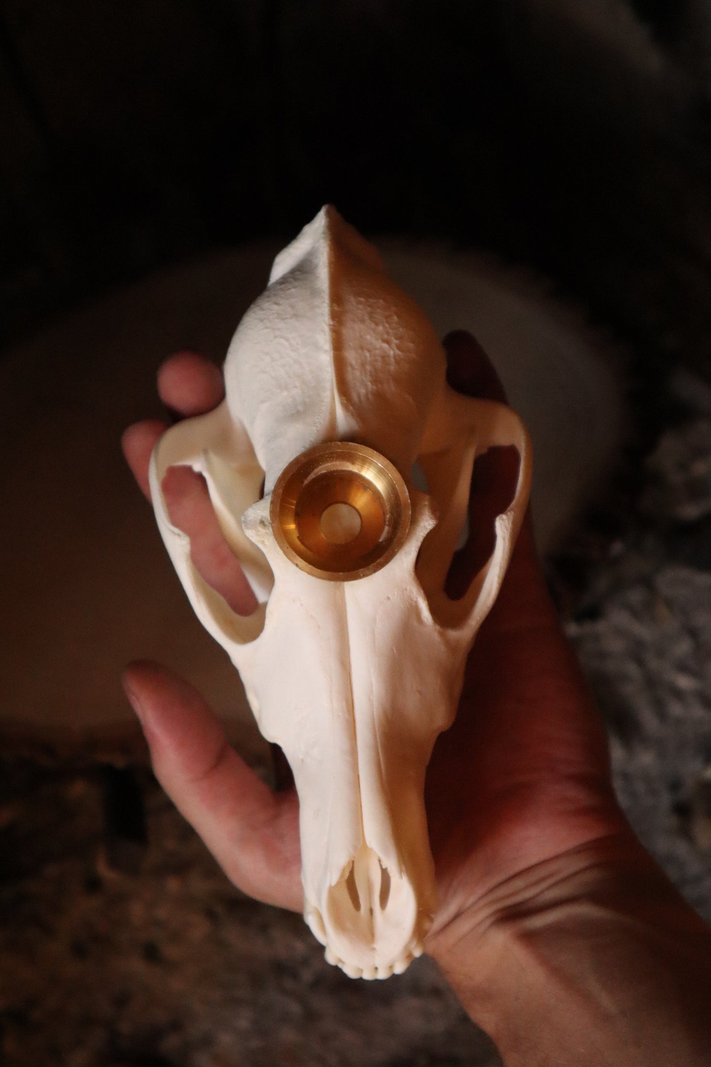 Coyote Skull Candle Holder