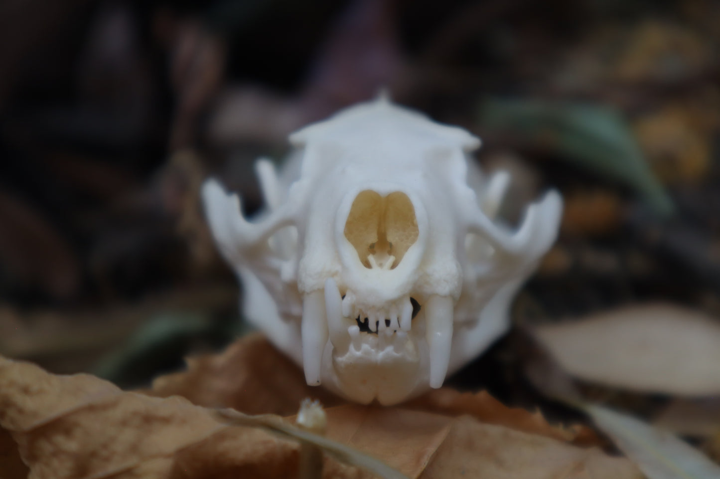 Geriatric Mink Skull
