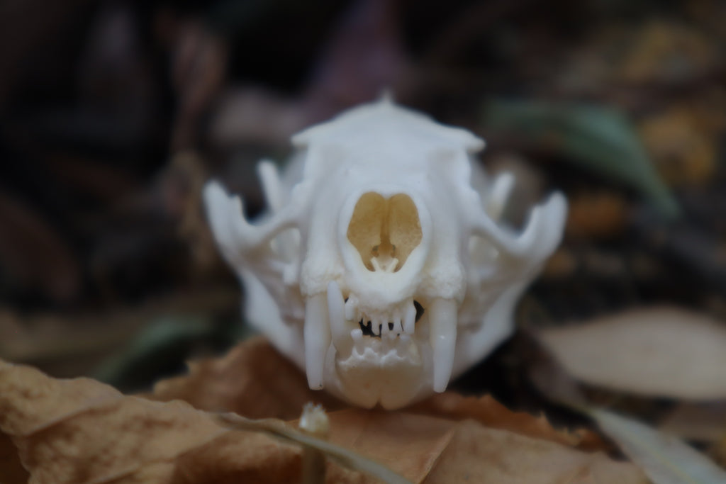 Geriatric Mink Skull