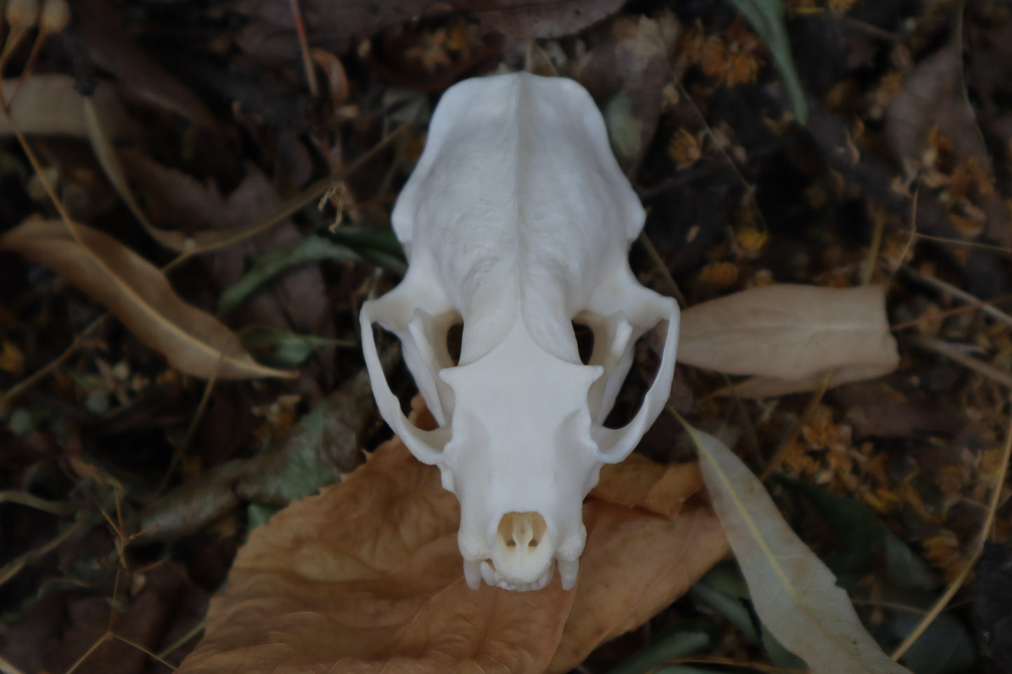 Geriatric Mink Skull