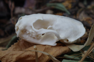 Geriatric Mink Skull