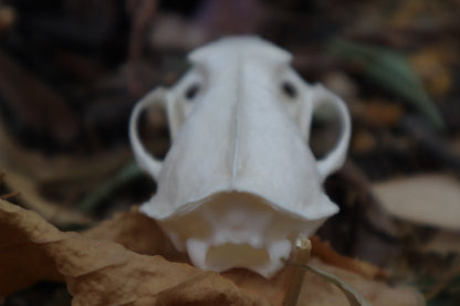 Geriatric Mink Skull