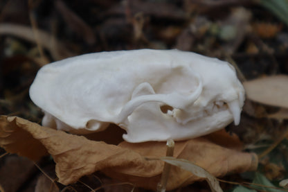 Geriatric Mink Skull