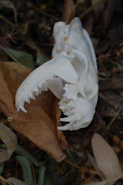 Geriatric Mink Skull