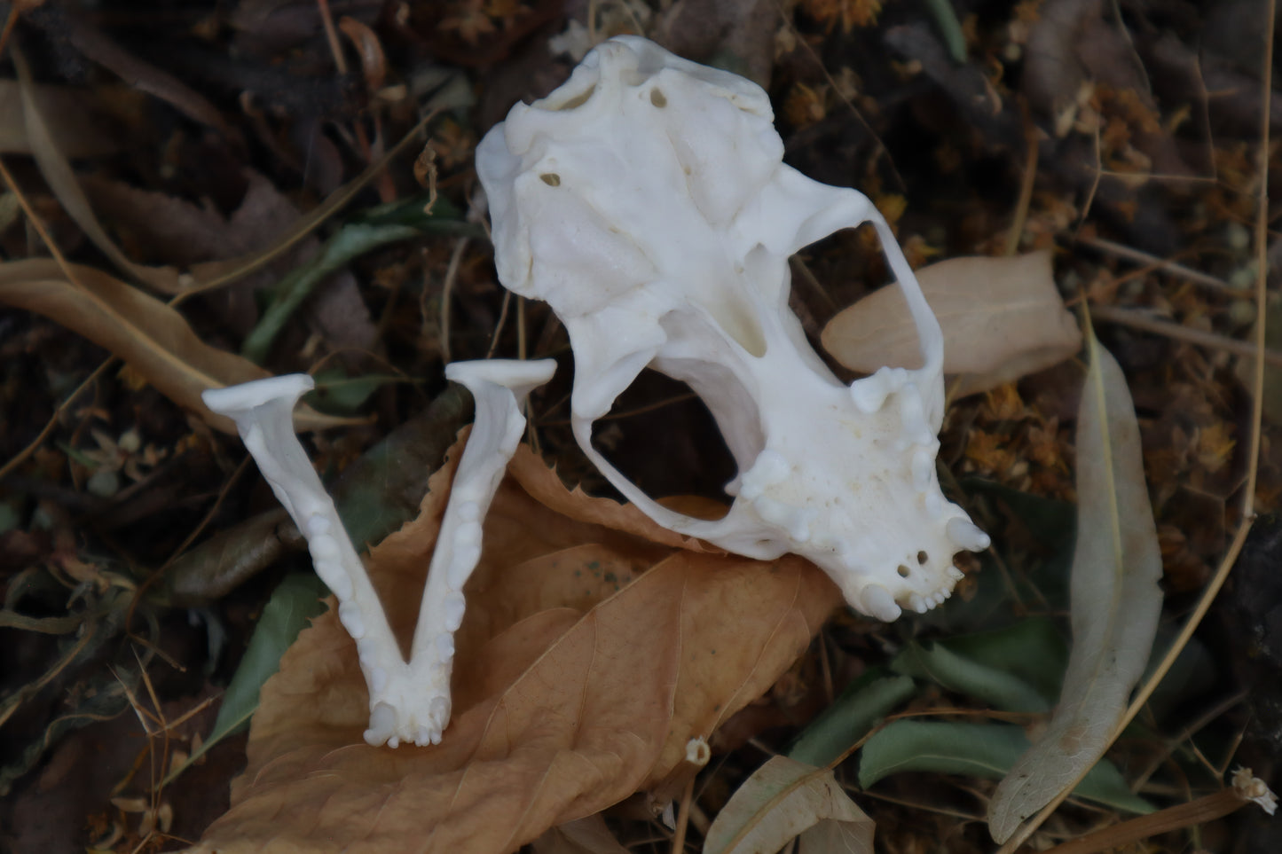 Geriatric Mink Skull