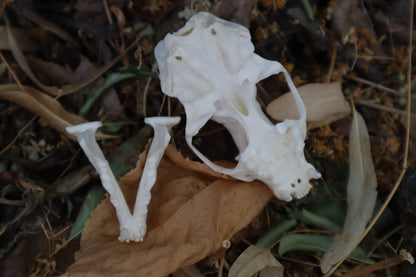 Geriatric Mink Skull