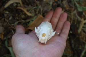 Geriatric Mink Skull