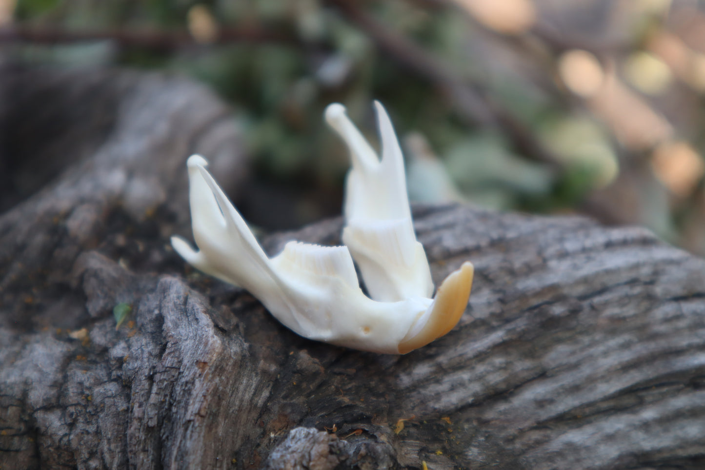 Muskrat Mandible