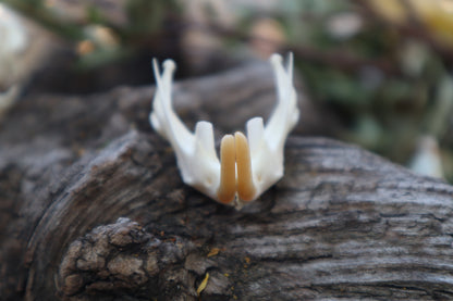 Muskrat Mandible