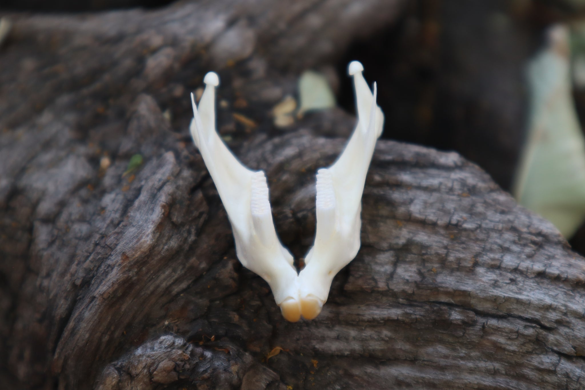 Muskrat Mandible