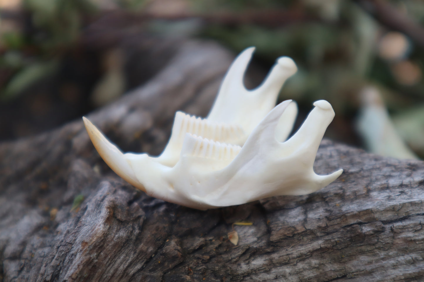 Muskrat Mandible
