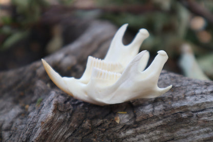 Muskrat Mandible