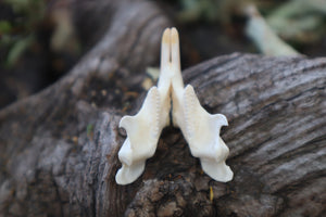 Muskrat Mandible