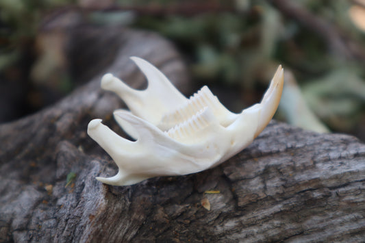 Muskrat Mandible